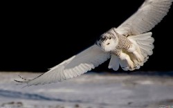 White Owl Flying